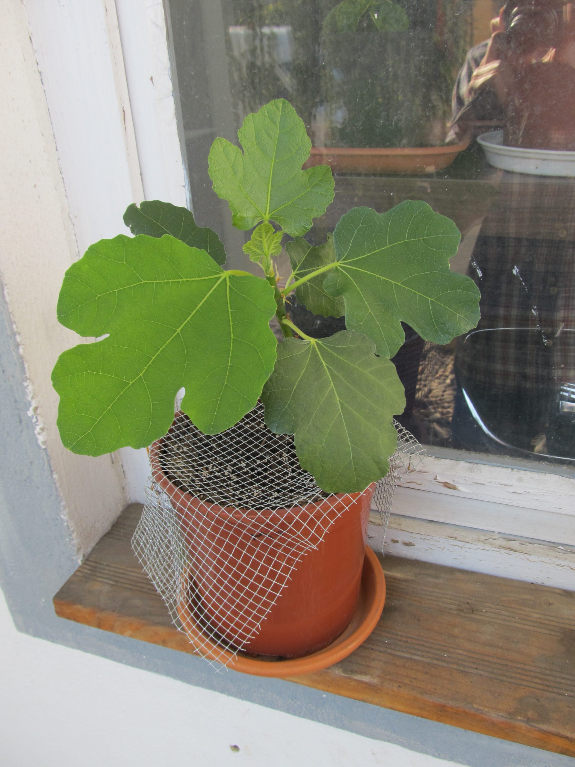 Feigenbaum vermehren Teil 2 Bertis Wiese